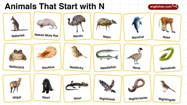 Start with N animal