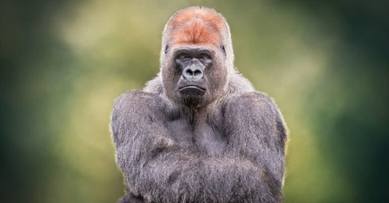 how much can a gorilla lift​